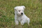 WESTIE 512